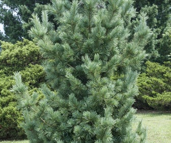 Zuilvormige Weymouthden (Pinus strobus 'Fastigiata')