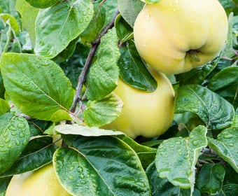 Kweepeer (Cydonia oblonga 'Vranja')