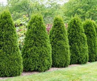 Thuja (Thuja occidentalis 'Pyramidalis Compacta')