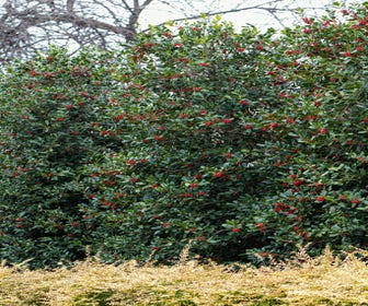 Amerikaanse Hulst (Ilex 'Nellie R Stevens')