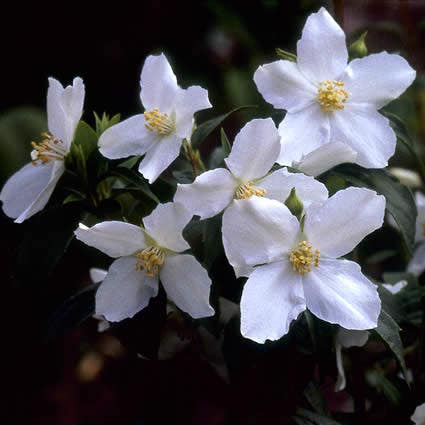 Boerenjasmijn (Philadelphus coronarius)