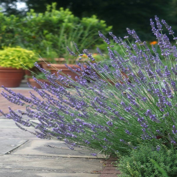 Lavendel (Lavandula intermedia 'Phenomenal'')