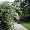 Boerenjasmijn (Philadelphus 'Lemoinei')