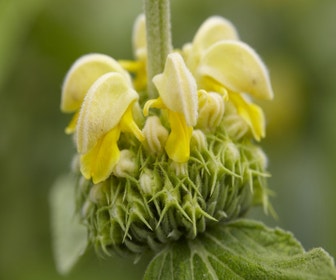 Viltkruid (Phlomis russeliana)