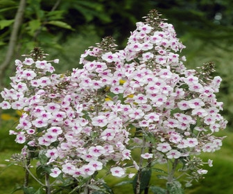 Vlambloem (Phlox 'Delta' )