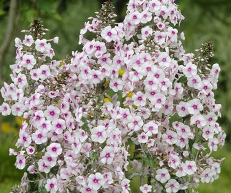 Vlambloem (Phlox 'Delta' )