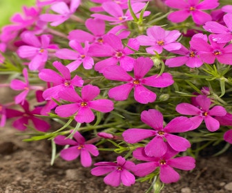 Vlambloem (Phlox douglasii 'Crackerjack')