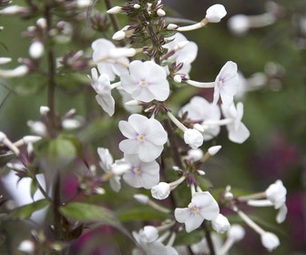 Vlambloem (Phlox maculata 'Omega')
