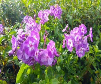 Vlambloem (Phlox paniculata 'Laura')