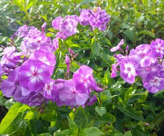 Vlambloem (Phlox paniculata 'Laura')