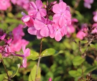 Vlambloem (Phlox paniculata 'Rijnstroom')