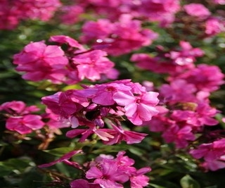 Vlambloem (Phlox paniculata 'Tenor')