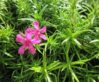 Kruipphlox (Phlox subulata 'Temiskaming')