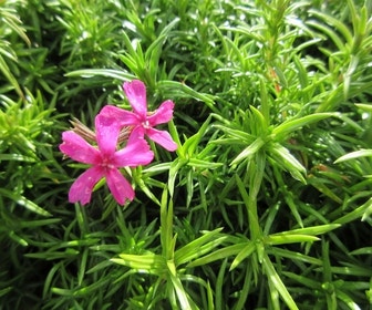 Kruipphlox (Phlox subulata 'Temiskaming')