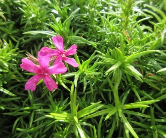 Kruipphlox (Phlox subulata 'Temiskaming')