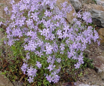 Vlambloem (Phlox stolonifera 'Blue Ridge')