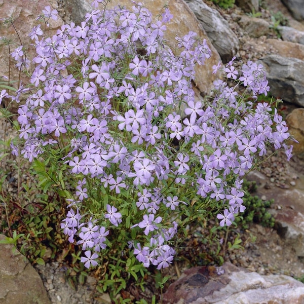 Vlambloem (Phlox stolonifera 'Blue Ridge')