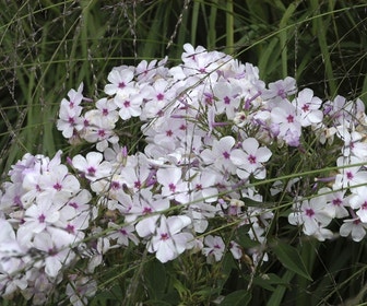 Kruipphlox (Phlox subulata 'Amazing Grace')