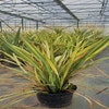 Nieuw Zeelands vlas (Phormium 'Apricot Queen') 