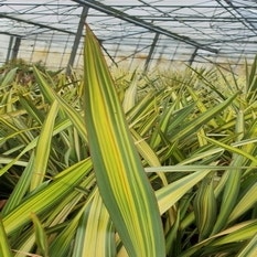Phormium 'Apricot Queen' C5
