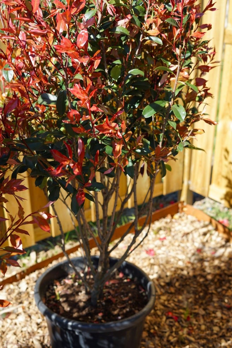 Photinia
