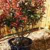 Meerstammige Glansmispel (Photinia fraseri 'Carré Rouge')