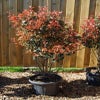 Meerstammige Glansmispel (Photinia fraseri 'Carré Rouge')