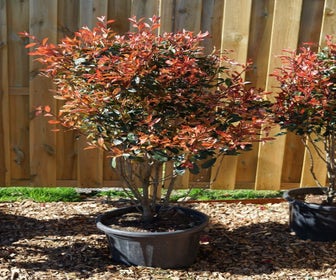 Meerstammige Glansmispel (Photinia fraseri 'Carré Rouge')