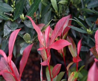 Glansmispel (Photinia fraseri 'Carré Rouge')