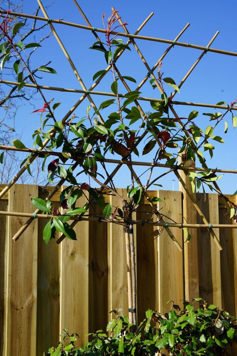 Photinia