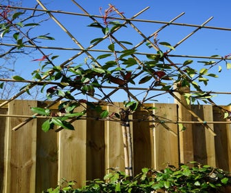 Glansmispel halfstam als leiboom (Photinia fraseri 'Red Robin')