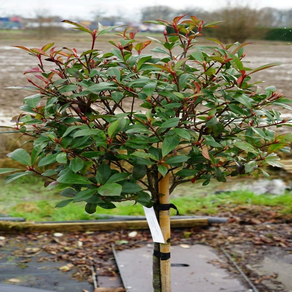Glansmispel op stam (Photinia fraseri 'Red Robin')