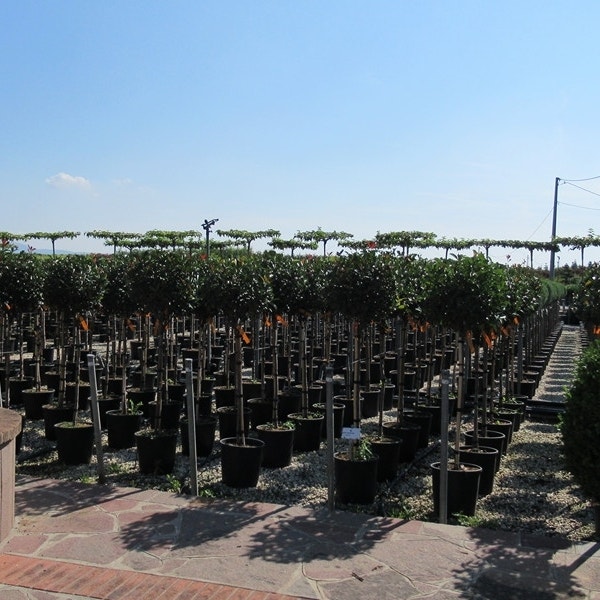 Photinia 'Little Red Robin' op stam kopen Directplant Photinia 'Little Red Robin' op stam kopen Directplant