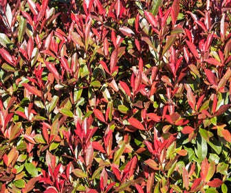 Glansmispel (Photinia fraseri 'Mandarino')