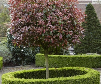 Glansmispel als boom (Photinia fraseri 'Red Robin')