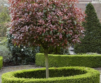 Glansmispel als boom (Photinia fraseri 'Red Robin')