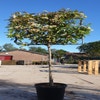 Glansmispel halfstam als leiboom (Photinia fraseri 'Red Robin')