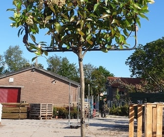 Glansmispel halfstam als leiboom (Photinia fraseri 'Red Robin')