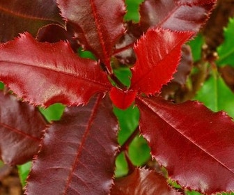 Glansmispel (Photinia 'Magical Volcano')