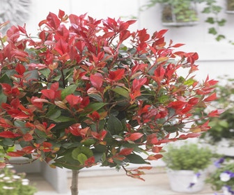 Glansmispel als boom (Photinia fraseri 'Little Red Robin')