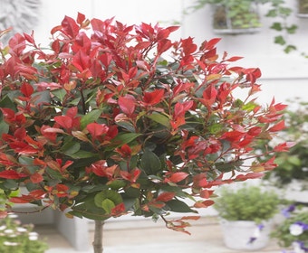 Glansmispel als boom (Photinia fraseri 'Little Red Robin')