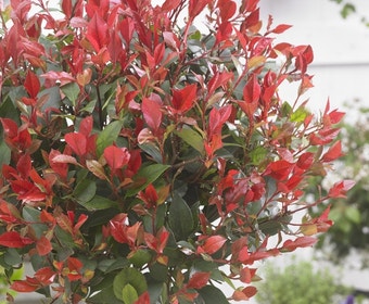Glansmispel als boom (Photinia fraseri 'Little Red Robin')
