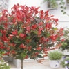 Glansmispel op stam (Photinia fraseri 'Little Red Robin')