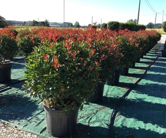 Glansmispel als bolvorm (Photinia fraseri 'Carré Rouge')