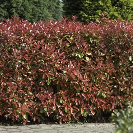 photinia red robin wanneer planten