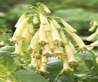 Kaapse fuchsia (Phygelius aequalis 'Yellow Trumpet')