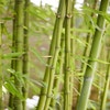 Bamboe (Phyllostachys aurea)