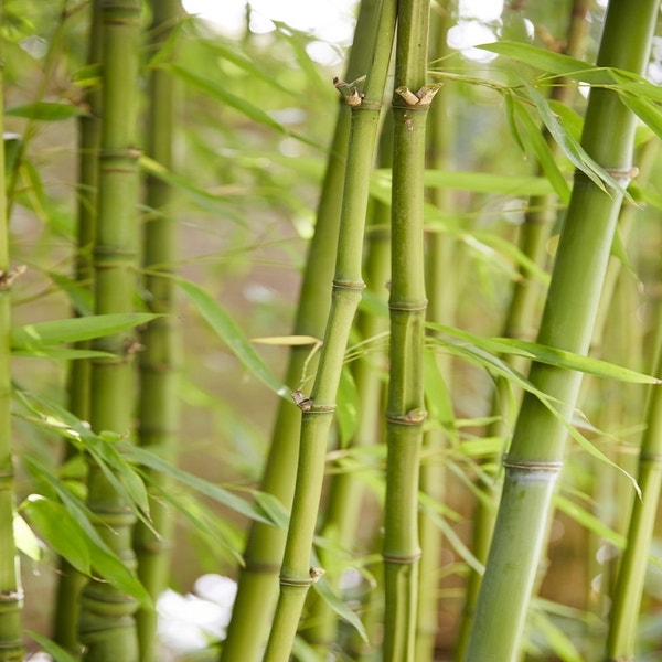 Bamboe (Phyllostachys aurea)