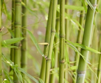 Bamboe (Phyllostachys aurea)