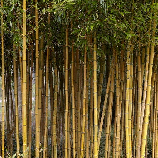 Interessante Bamboe Wetenswaardigheden
